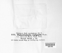 Tubercularia vulgaris image